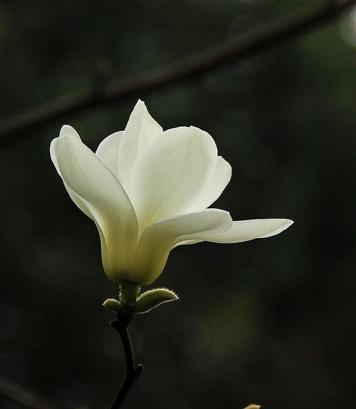 白玉兰（以花语为线索）