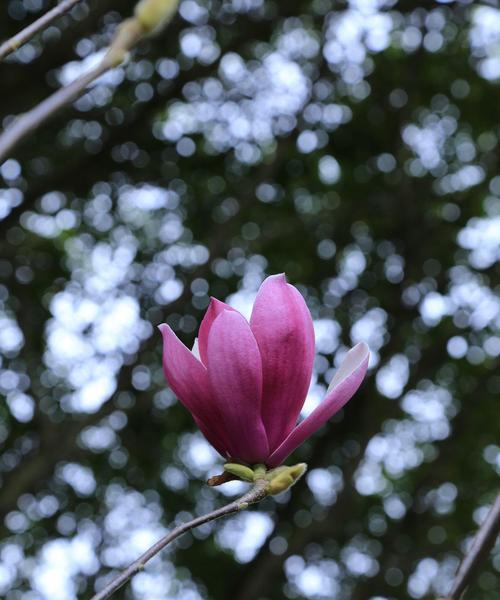 白玉兰花的花语和寓意（探索白玉兰的美丽与意义）
