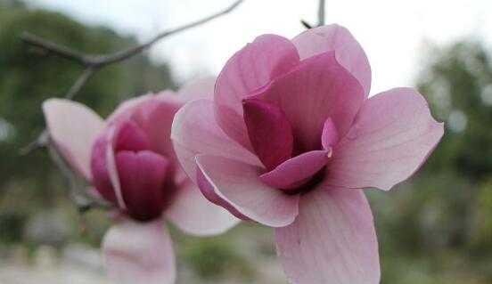 白玉兰花的花语和寓意（探索白玉兰的美丽与意义）