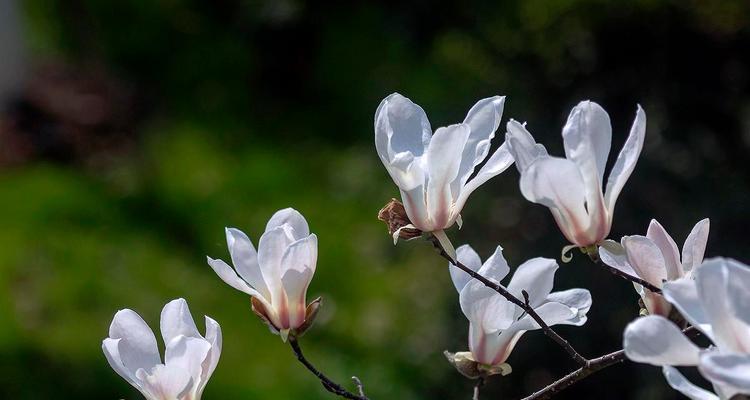 白玉兰花的寓意与象征（探究白玉兰花的文化内涵与象征意义）