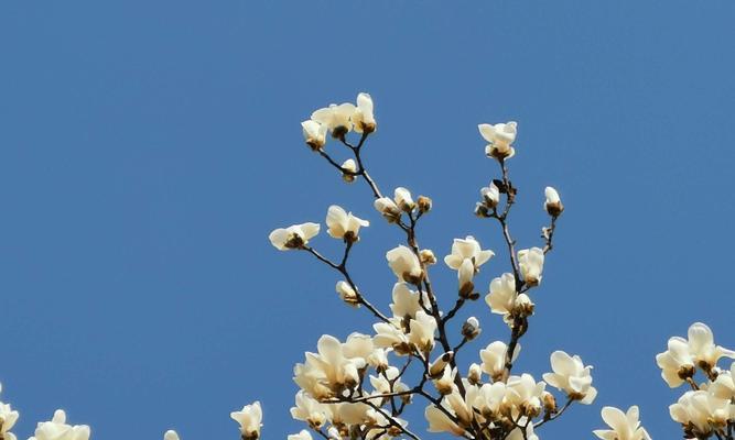 白玉兰花寓意——纯洁与高雅（白玉兰的美丽与深远意义）
