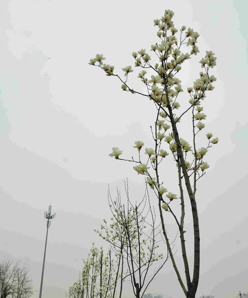 白玉兰树（中国文化中白玉兰树的象征意义与艺术表达）