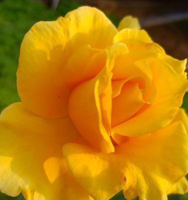 白月季花语——寄托纯洁与祝福（白月季花语）