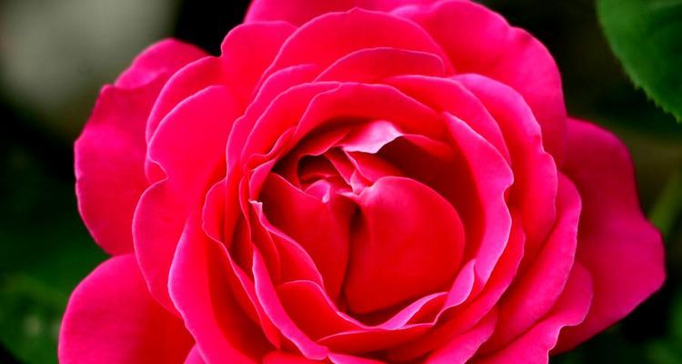 白月季花语——寄托纯洁与祝福（白月季花语）