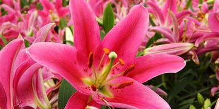 百合花的寓意与象征（美丽繁花中的深意）