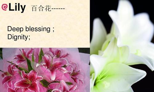 百合花的花语及其象征意义（百合花的美丽与纯洁让人着迷）