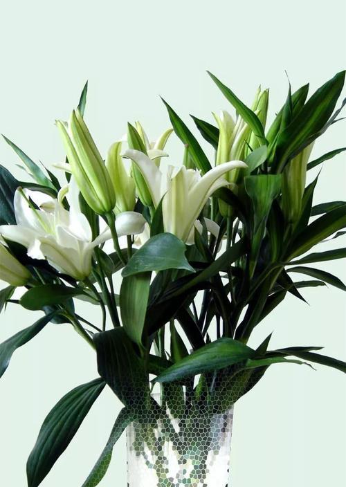 百合花的意义与寓意（用花语诠释爱与美）