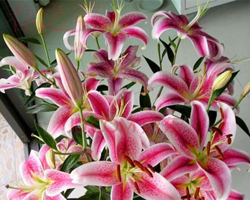 百合花的含义与象征（探寻百合花的花语和文化意义）