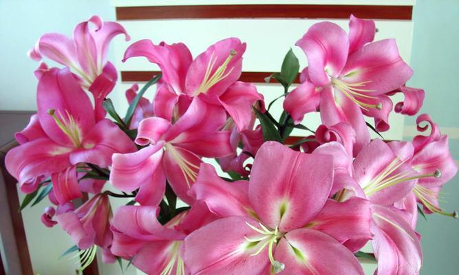 百合花的花语与寓意（探究百合花的含义和象征）