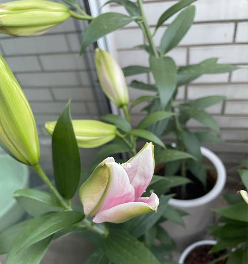 百合花开（花开时）