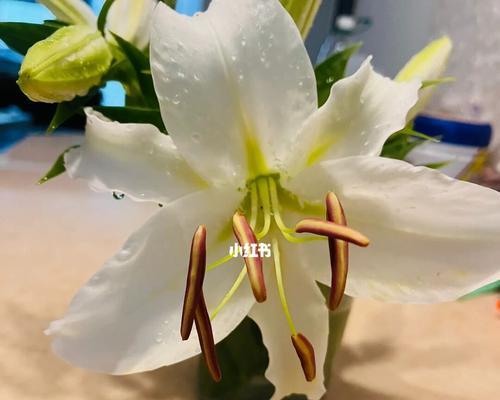 百合花开（花开时）