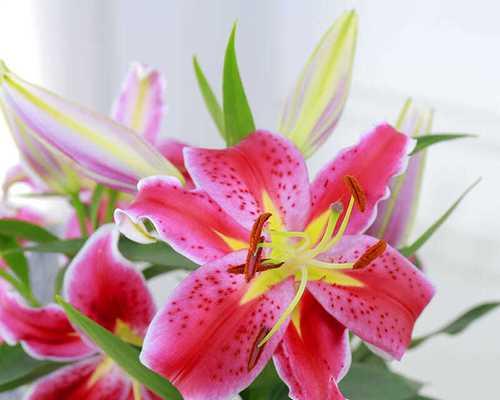 百合花送几朵的寓意（百合花寓意的深层含义与文化象征）