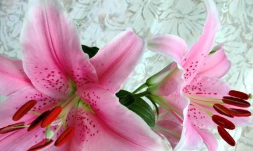 百合花送几朵的寓意（百合花寓意的深层含义与文化象征）