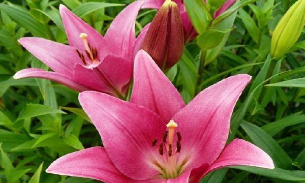百合花的象征意义与美丽之旅（探寻百合花的文化内涵）