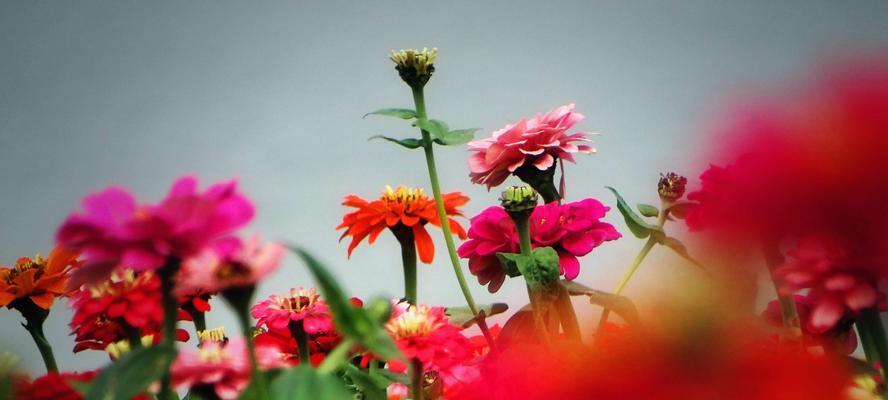 百日菊的花语与意义（探寻百日菊背后的神秘花语）