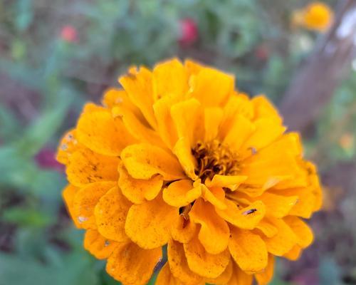 百日菊的花语与意义（探寻百日菊背后的神秘花语）