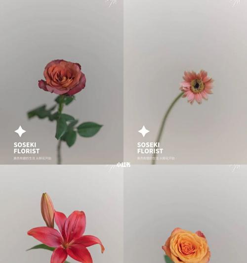 宝石花的花语——寓意珍贵与美丽（探秘宝石花的独特花语与魅力）