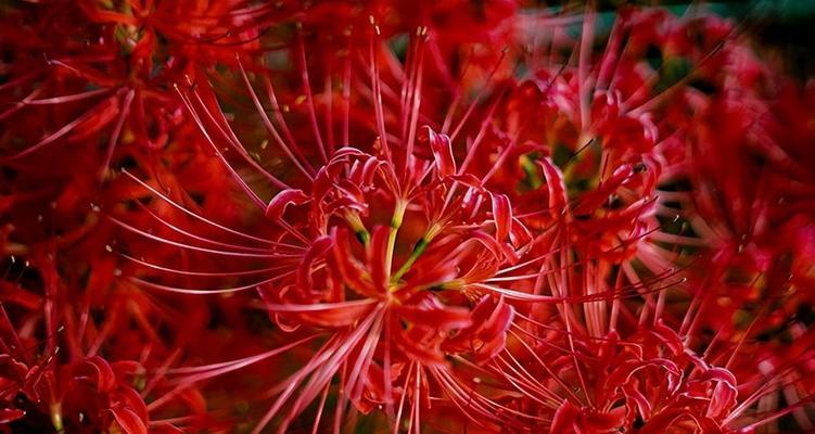 彼岸花的花语与传说（迷人的彼岸花）