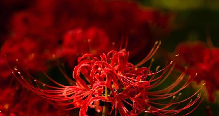 彼岸花的花语与传说（迷人的彼岸花）