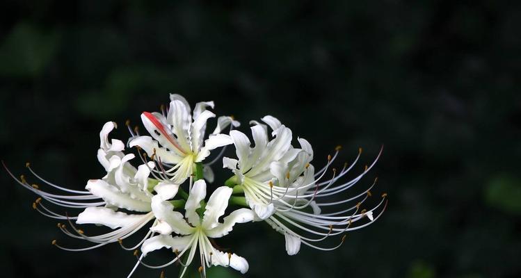 彼岸花的寓意与意义（揭开彼岸花背后的象征之谜）