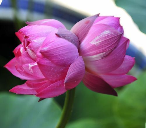 并蒂莲花（探寻并蒂莲花的美丽秘密）