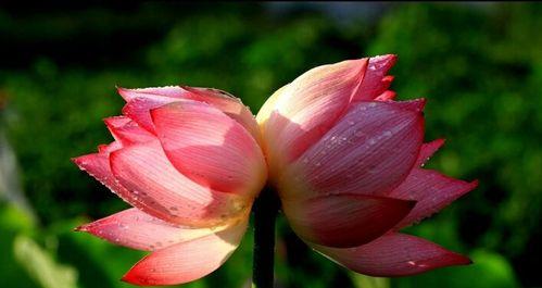 并蒂莲花（探寻并蒂莲花的美丽秘密）