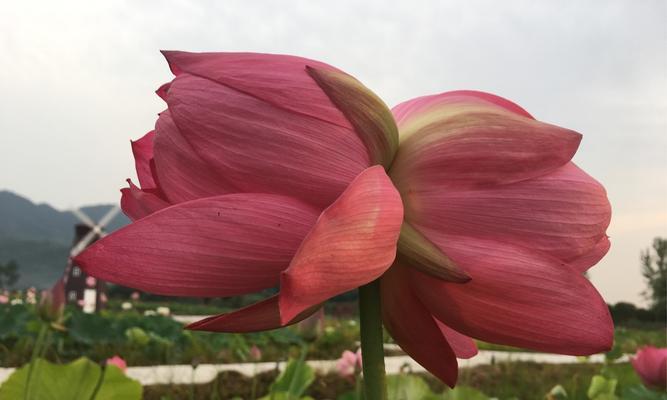 并蒂莲花的寓意——美好与和谐（美好和谐的象征——并蒂莲花）