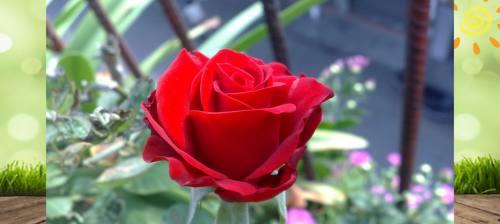 玫瑰花语之美——解读不同玫瑰花的含义与象征（以花开为语）