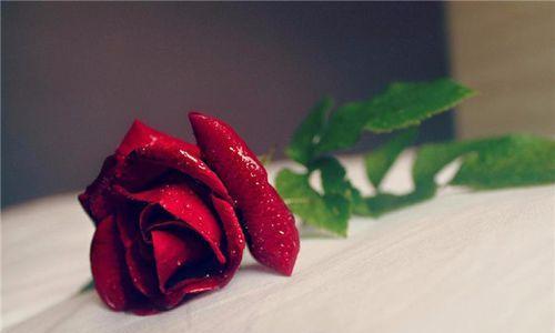玫瑰花语之美——解读不同玫瑰花的含义与象征（以花开为语）