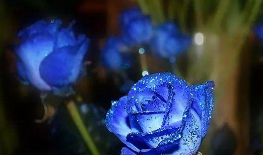玫瑰花颜色的含义（不同色彩传递的情感与意义）