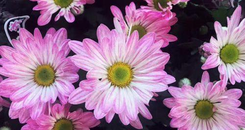 雏菊的花语与寓意（以不同颜色雏菊传递的情感与象征）