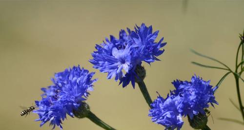 色彩缤纷的矢车菊花语（揭秘不同颜色矢车菊的花语）