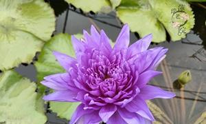 睡莲的花语和寓意——颜色的魅力（不同色系花语解读）