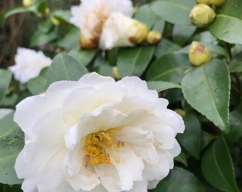 山茶花的花语与意义（以不同颜色山茶花为主题的花语解读）