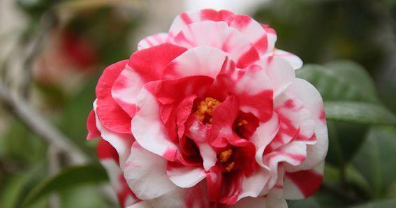 四季茶花的花语与代表意义（一朵花的语言）