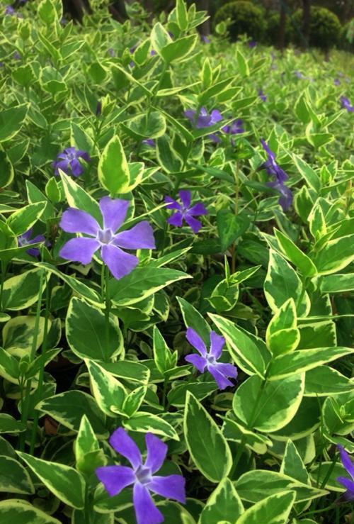 常春藤花语（探寻常春藤花语的美妙含义）