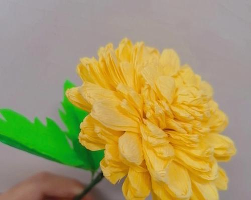 橙色风信子的花语（橙色风信子）