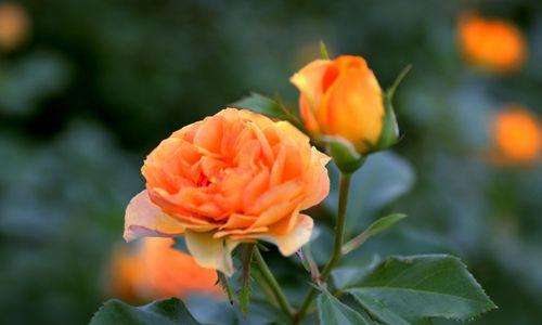 橙色风信子的花语（橙色风信子）