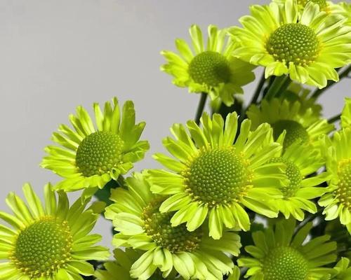 雏菊的花语与寓意（揭示雏菊的传情之道）