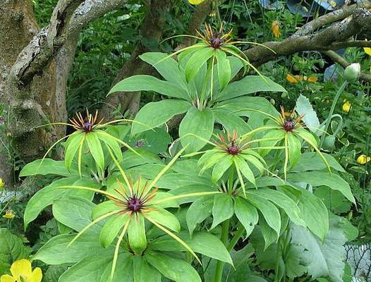 根茎类花卉大揭秘（从根茎结构到园林应用）