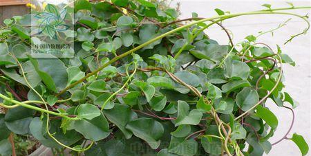 探索根茎类植物的奥秘——从地下到云端（从生物学）