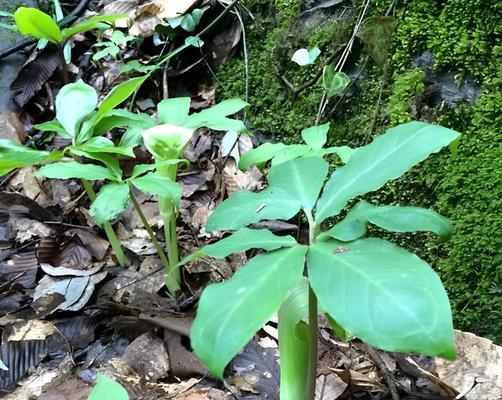 探索根茎类植物的奥秘——从地下到云端（从生物学）