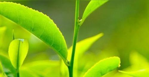 探究根浅的植物——浅根植物的生长特点和应用价值（根系发育浅）