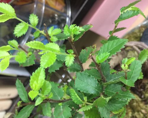 探究根浅的植物——浅根植物的生长特点和应用价值（根系发育浅）