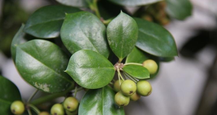 探寻与冬青果相似的神秘植物（寻找迷失的亲戚）