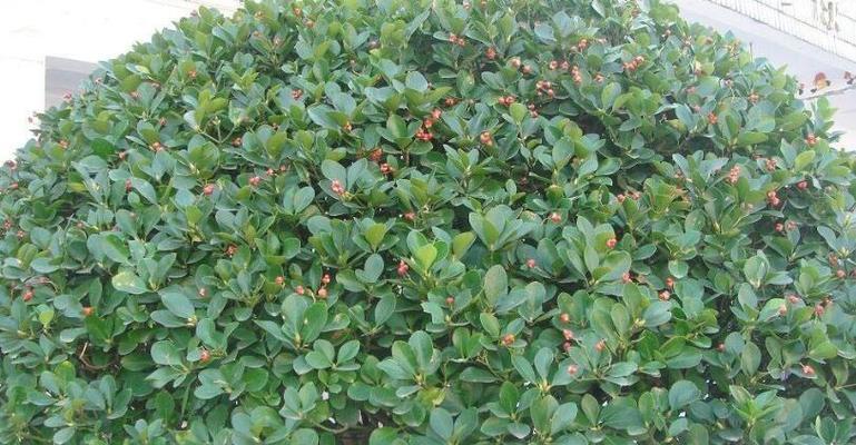 类似冬青的植物（探寻外表相似的绿色植物）