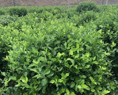 类似冬青的植物（探寻外表相似的绿色植物）