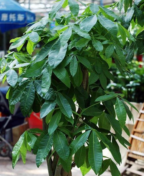 探寻与发财树长得相似的神奇植物（寻觅如影随形的“招财树”）