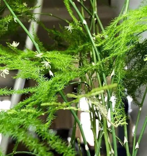 认识文竹的近亲——相似植物介绍（探索文竹外的美丽世界）