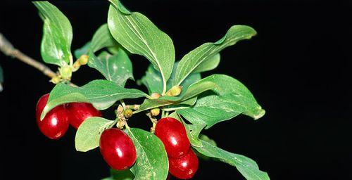 茱萸的近亲（与茱萸长相相似的植物及其特点）